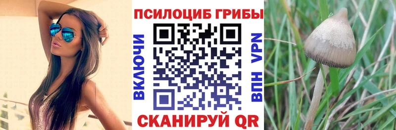 блэк спрут Ачинск мориарти какой сайт Псилоцибиновые грибы прущие грибы